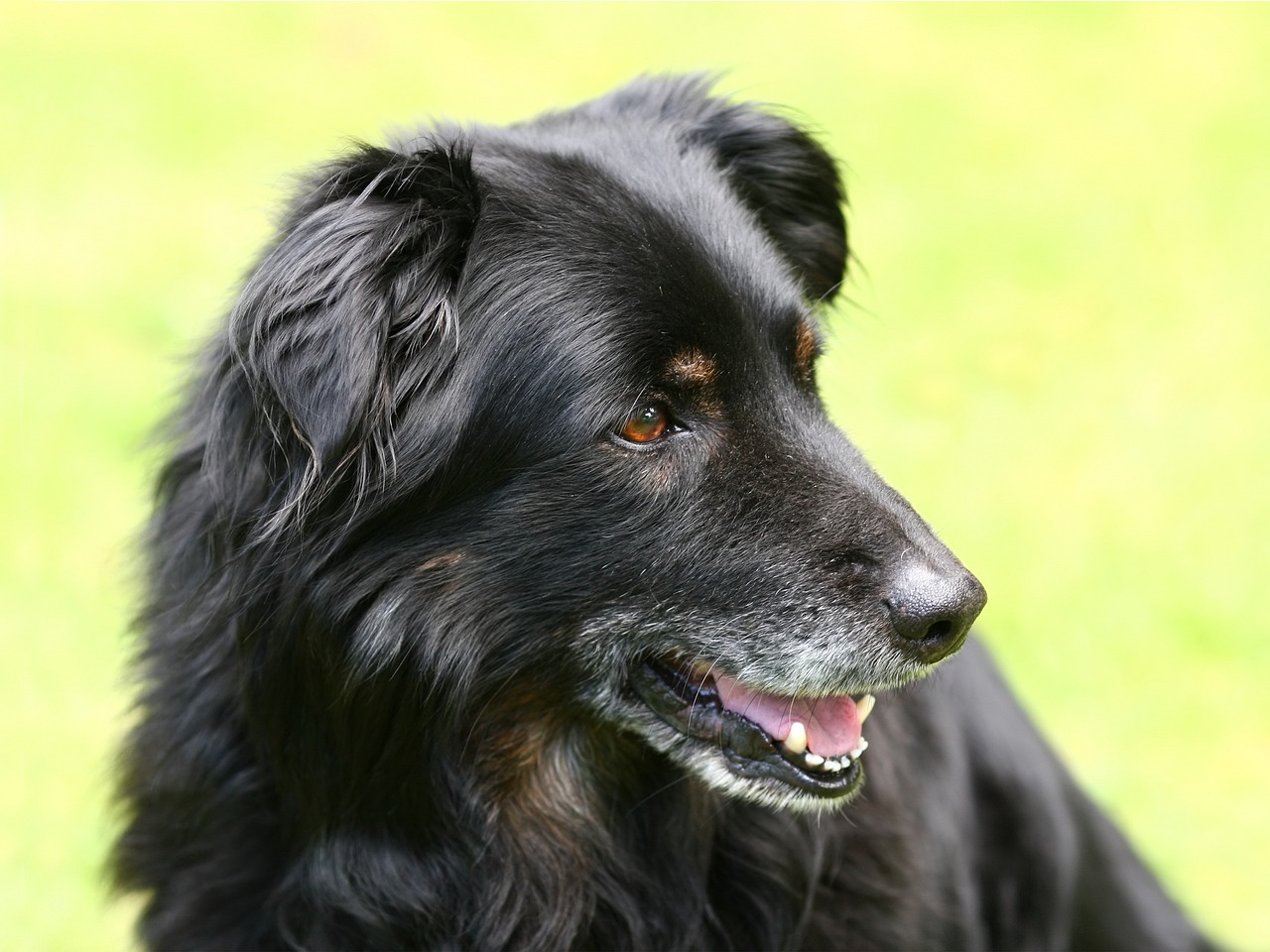 Tips for Managing Separation Anxiety in Senior Pets